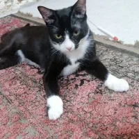 واگذاری رایگان گربه تاکسیدو