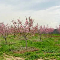 زمین هکتاری باغ ویلا دیاکو شاهنامه فردوسی اقساطی