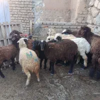 بره|حیوانات مزرعه|کوهدشت, |دیوار