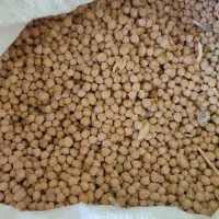 نخود تازه