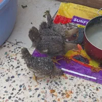 نیمچه مرغ وخروس