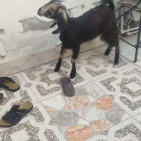 ماده