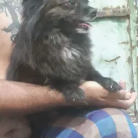 پامر