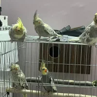 عروس هلندی