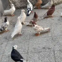 کفتر|پرنده|قم, کیوانفر|دیوار