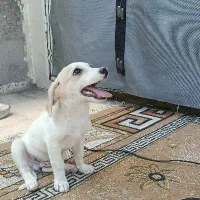 سگ واگذاری
