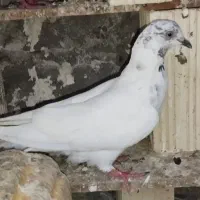یه جفت کفتر