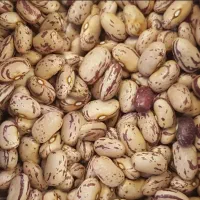 لوبیا چیتی ، گندم خانمیرزا ، جو بومی
