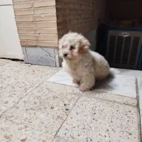 سگ شیتزو|سگ|یزد, |دیوار