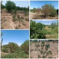 زمین کشاورزی