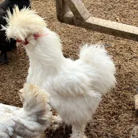 مرغ و خروس ابریشمی