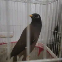 مینا چشم ستاره ای