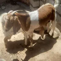 بز بزغاله فروش