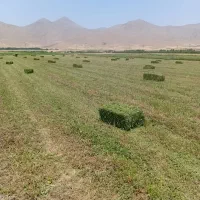 پرس یونجه