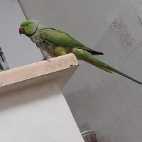 طوطی گم شده هر کی