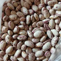 لوبیا 70روزه