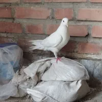 یه جفت قلمه از نسل حرفه ای