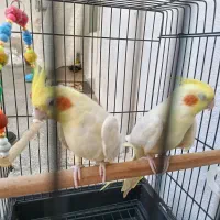 دوعددعروس هلندی لوتینو