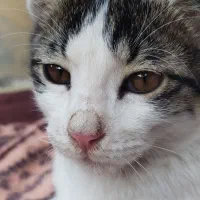 گربه3ماهه