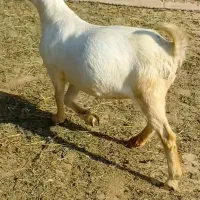 بویر بالغ|حیوانات مزرعه|کرمانشاه, |دیوار