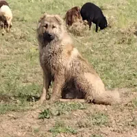 توله سگ دو رگه سراب پژدر