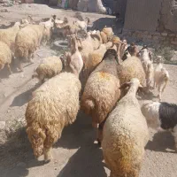 گوسفند سنجابیدرجه ۱
