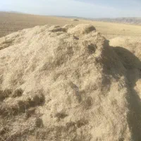 فروش کاه سفید