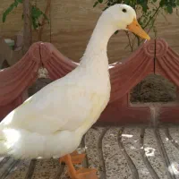 اردک 4 ماهه خوشگل