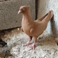 کبوتر زرد