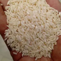 برنج علی کاظمی درجه یک