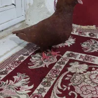 ۳ عدد کبوتر