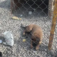 سگ مالینویز. بلژیکی. اصیل. ماده‌ توله  7ماهه