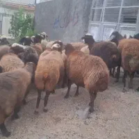 میش 30عدد آبستن سنگین مایه کرده