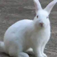 خرگوش