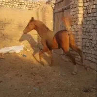 فروش چندراس اسب