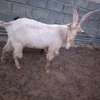 چپش سانن