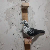 کبوتر سینه سفید