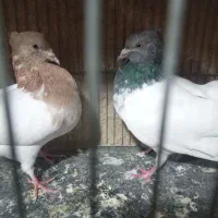 سینه ای|پرنده|نجفآباد, امیرآباد|دیوار