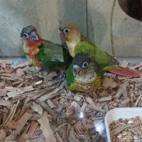 گرینچیک رفته