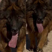 ژرمن شولاین نر استثنایی (کشش)