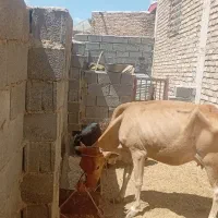گاو گوساله