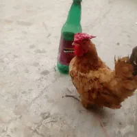 خروس سبرایت بوف