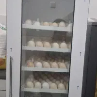 تخم نطفه دار .دستگاه جوجه کشی