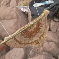 عسل ناب کوه . شهرو