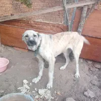 سگ خراسانی ماده