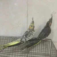 جوجه عروس هلندی