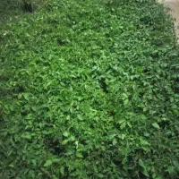 نشاء گوجه فرنگی کیمیا فلات و یونیژین