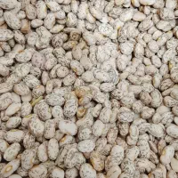 لوبیا چیتی ابلق