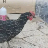 مرغ‌پ‌ی‌د‌ا‌ش‌د‌ه