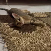 پیدا کردن سرپرست برای بچه گربه